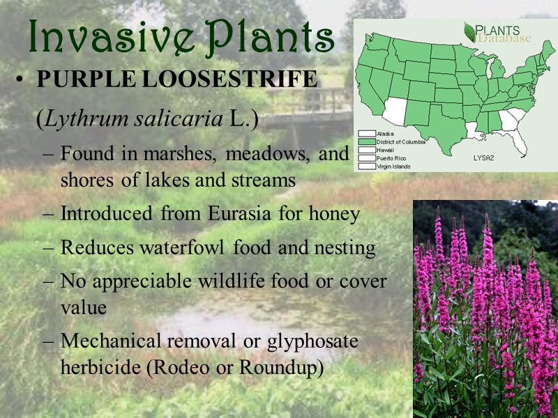 Invasive Plants PURPLE LOOSESTRIFE  (Lythrum salicaria L.) Found in marshes, meadows, and shores